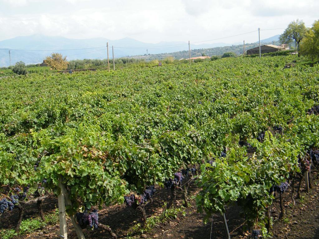 Passopisciaro Etna Wine Azienda Agrituristica מראה חיצוני תמונה