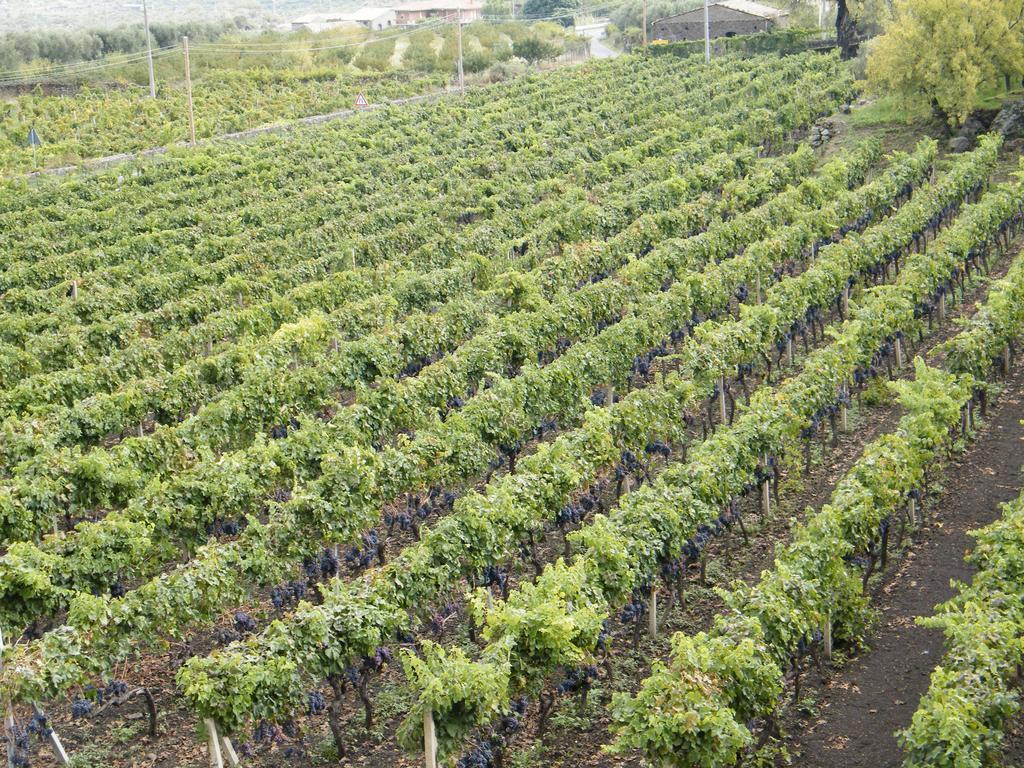 Passopisciaro Etna Wine Azienda Agrituristica מראה חיצוני תמונה